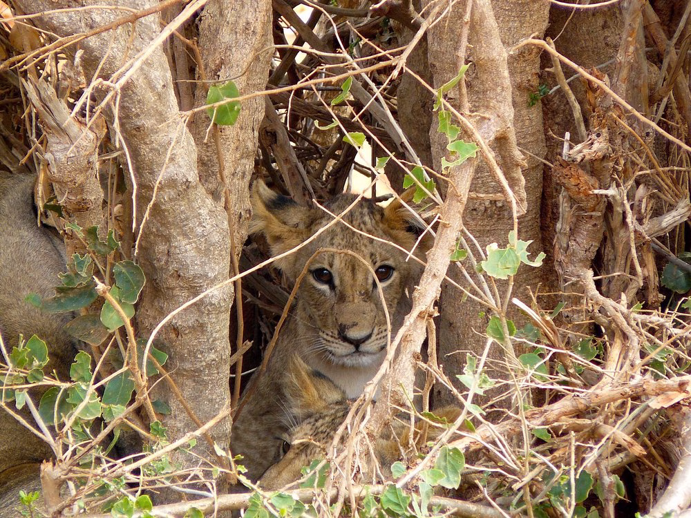 Lions resting under acacia trees in Tsavo East, Kenya