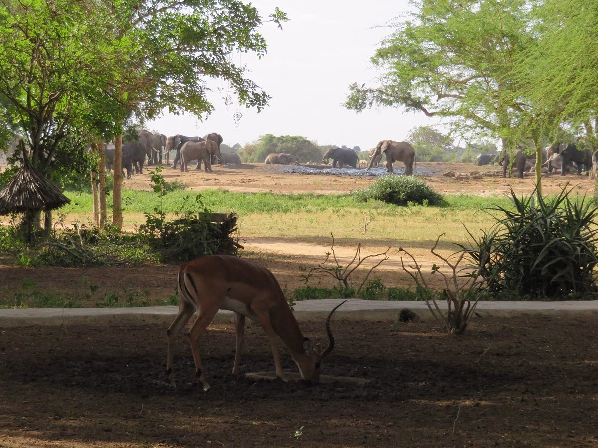 View of waterhole from private veranda at Satao Camp during a 2-day safari stay"