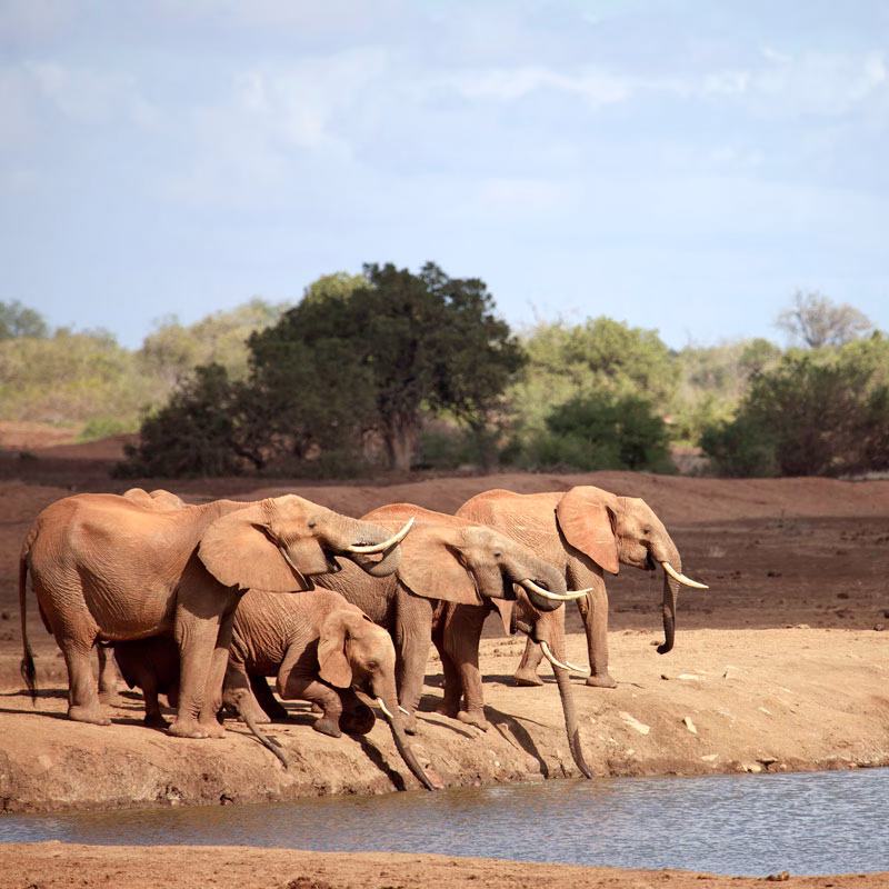 Friendly Wity Tours guide with guests during safari in Tsavo East National Park