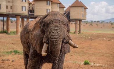 Tourists photographing elephants at a waterhole in Taita Hills