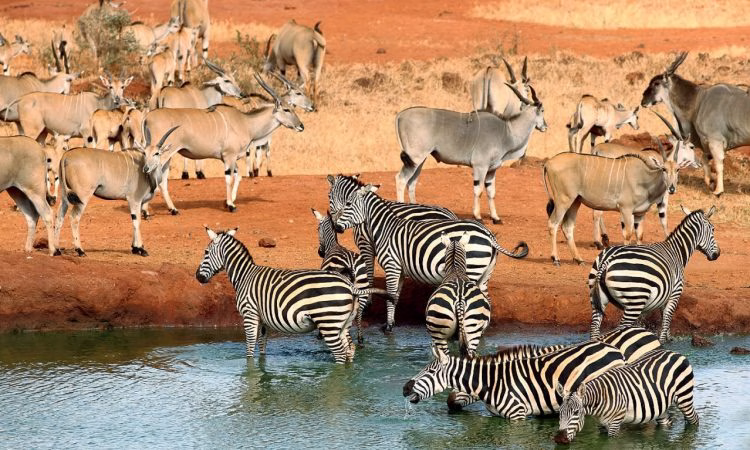 Kenya luxury safari lodges