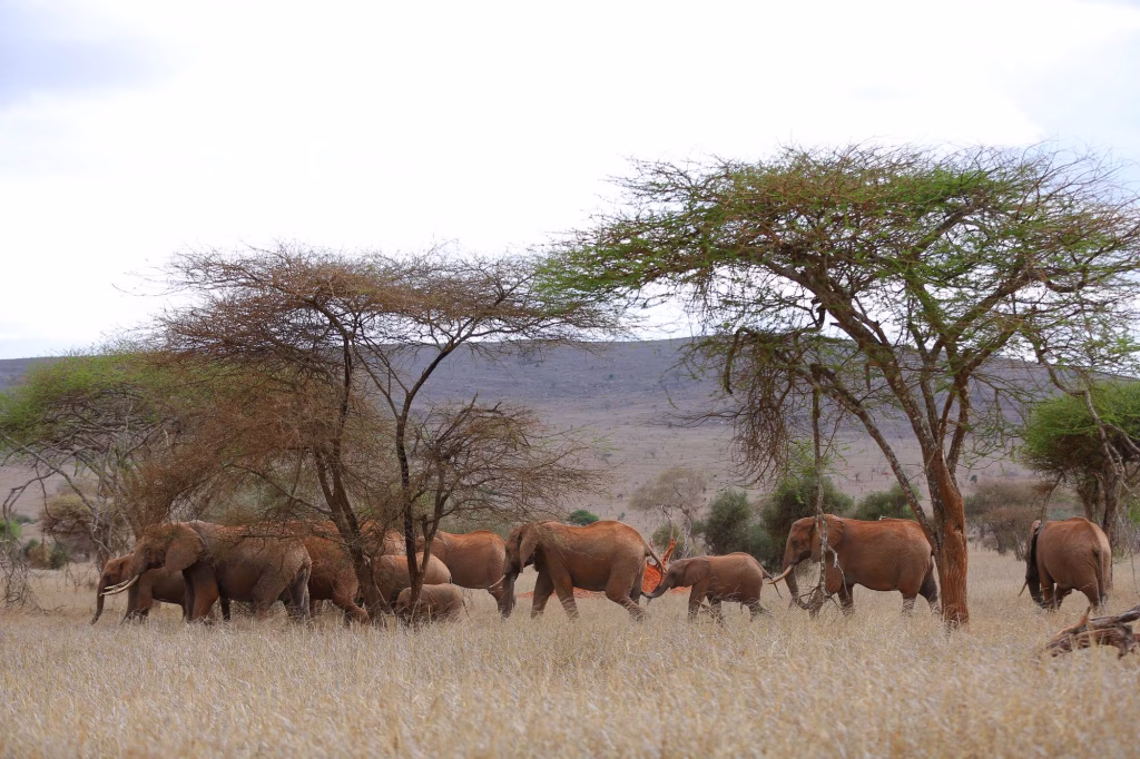 Best 3-day safari from Diani Beach to Tsavo East and Salt Lick