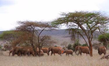 Best 3-day safari from Diani Beach to Tsavo East and Salt Lick