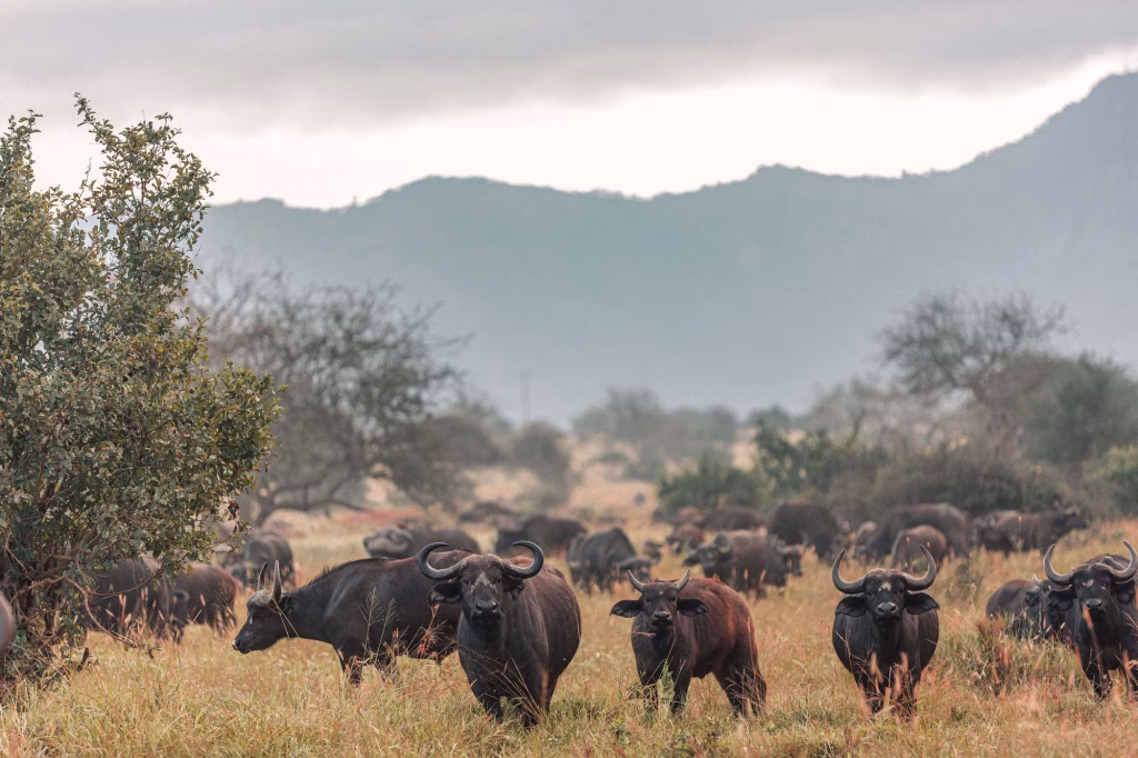 Tsavo safari from Diani