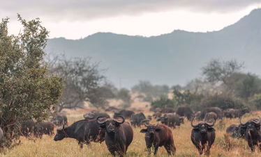 Tsavo safari from Diani