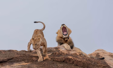 Kenya safari from Mombasa
