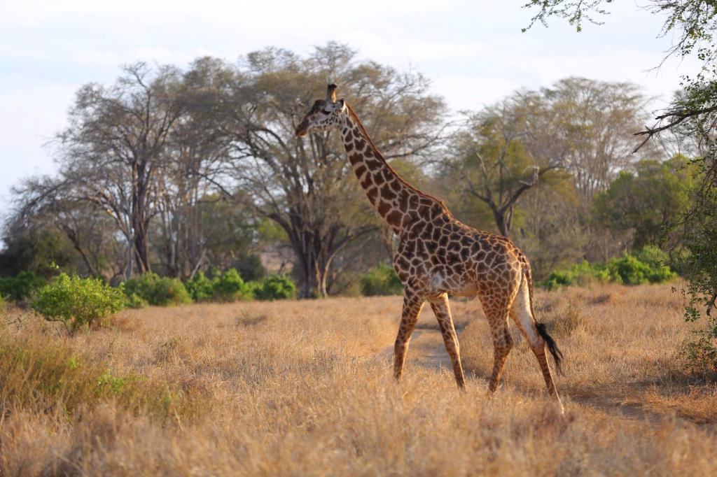 What to expect on a safari to Salt Lick Lodge in Taita Hills