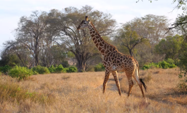 What to expect on a safari to Salt Lick Lodge in Taita Hills