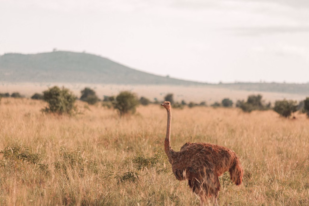 Tsavo East and Salt Lick safari package