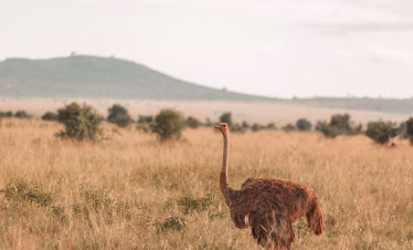 Tsavo East and Salt Lick safari package