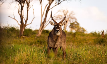 luxury safari with Saltlick and Kilaguni