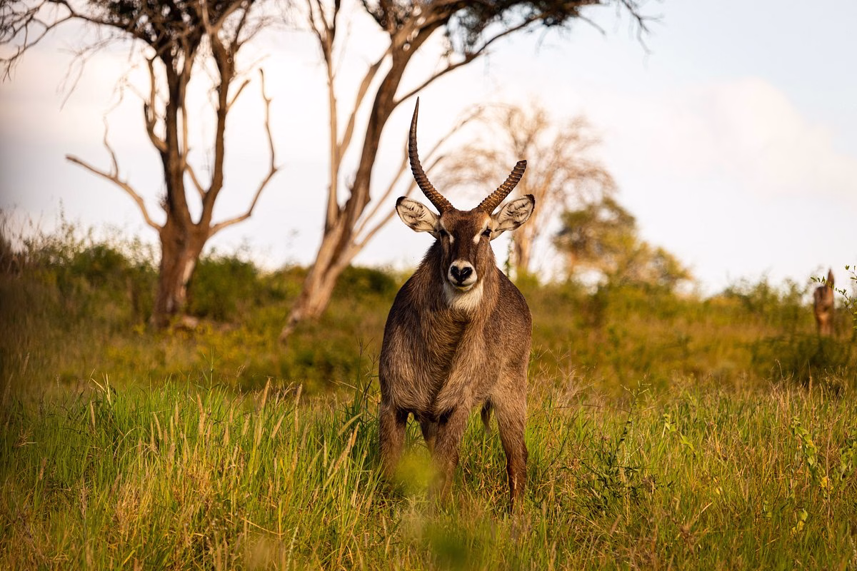 luxury safari with Saltlick and Kilaguni