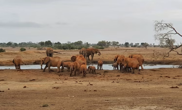 safari starting from Diani or Mombasa