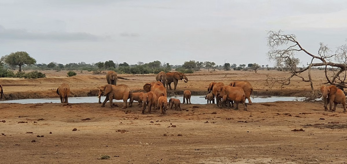 safari starting from Diani or Mombasa