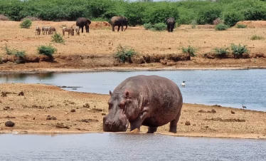 Short Safari from Diani