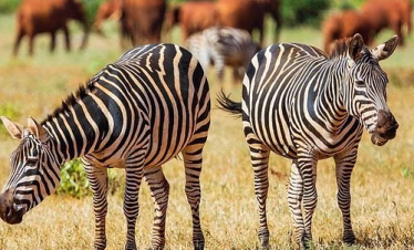 All-inclusive Tsavo East safari package from Diani