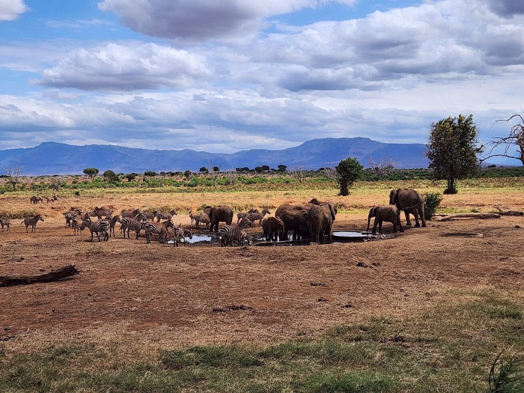 Kenya wildlife safaris