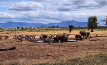 Kenya wildlife safaris