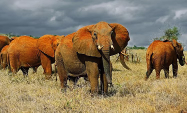 Kenya safari from Diani Beach