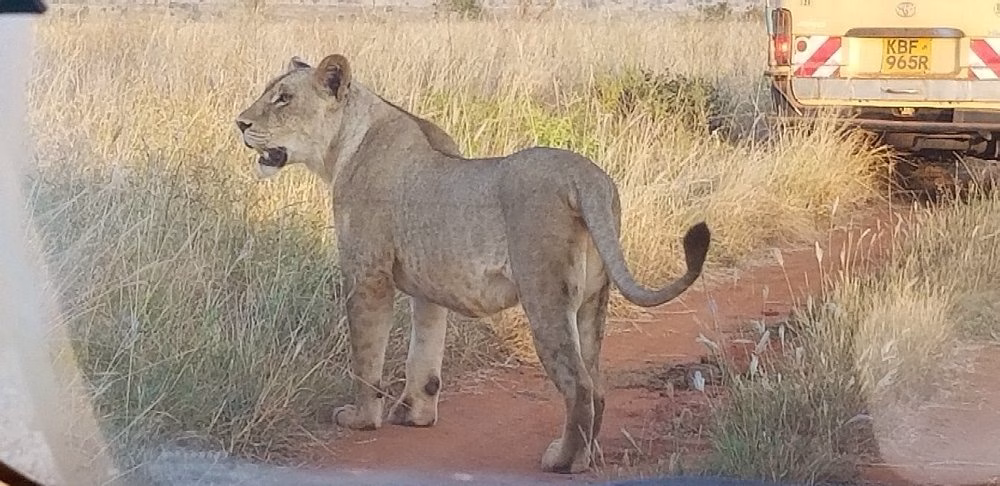 Tsavo East safari package