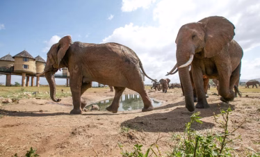 Kenya safari with Salt Lick Lodge stay