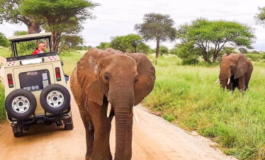 Red elephants walking across the plains of Tsavo East National Park during a 4-day safari from Diani Beach