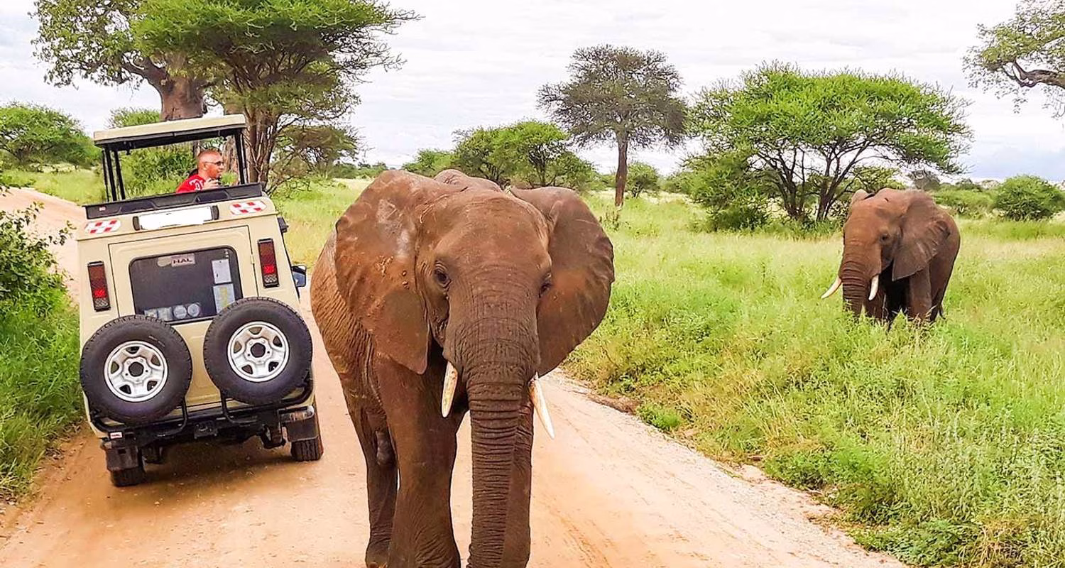 Red elephants walking across the plains of Tsavo East National Park during a 4-day safari from Diani Beach
