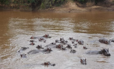 Masai Mara Flights from Diani Beach