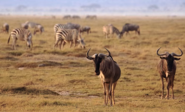 Mombasa flying safari packages