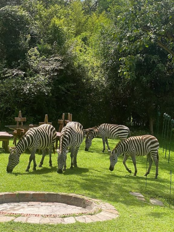 Masai Mara Safari packages from Mombasa Diani Beach