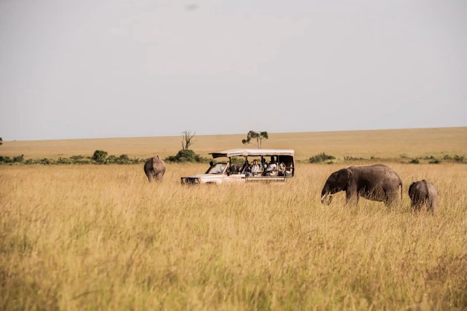 Masai Mara flying safari from Diani Beach or Mombasa