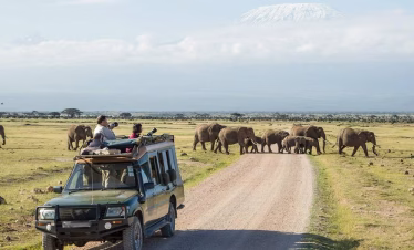 Elephants grazing with Mount Kilimanjaro in the background during a Kenya safari in Amboseli National Park part of a 4-day Tsavo West, Amboseli, and Tsavo East safari from Diani Beach or Mombasa