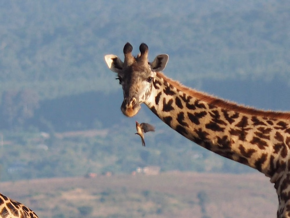 Safari and Tour Companies in Diani Beach, Mombasa