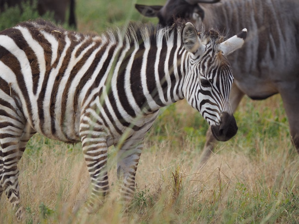 Mombasa Safari Packages
