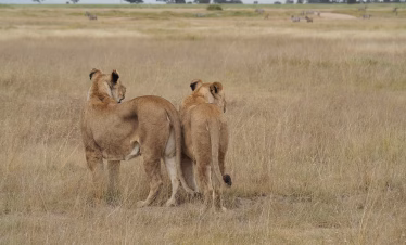 Flying Safari from Diani Beach, Mombasa