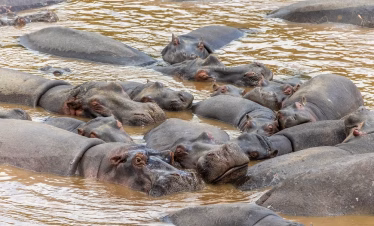 Masai Mara safari from Mombasa