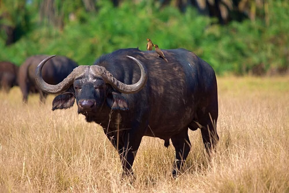 Safari from Diani Beach