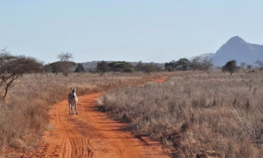 Tsavo safari starting from Kenyan coast