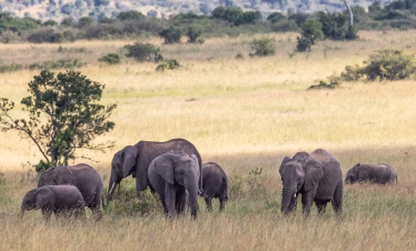 Masai Mara air safari from Diani Beach or Mombasa
