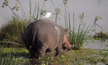 Amboseli Safari from Diani Beach
