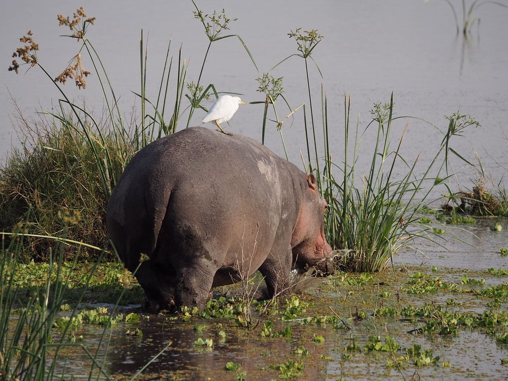 Amboseli Safari from Diani Beach