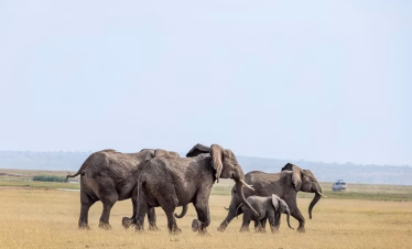Elephants near a waterhole at Amboseli National Park with Mount Kilimanjaro visible in the distance