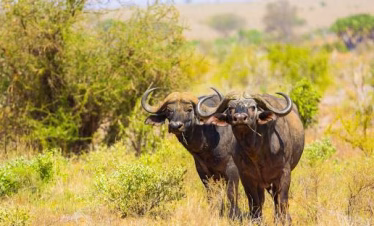 Buffalo and zebras grazing in the savannah during a game drive in Tsavo West National Park