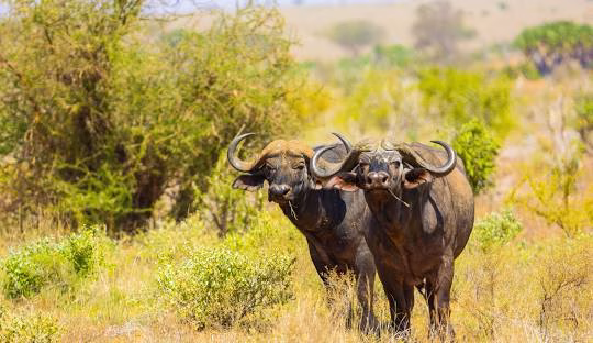 Buffalo and zebras grazing in the savannah during a game drive in Tsavo West National Park