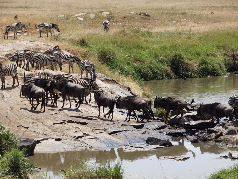 Coastal Kenya to Masai Mara safari package