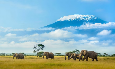 Kenya Flying Safaris from Diani Beach or Mombasa