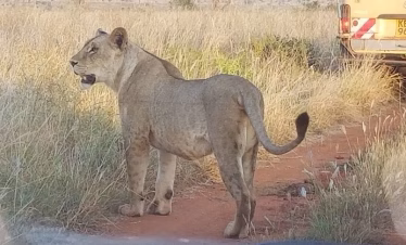 Taita Hills safari from Diani Beach
