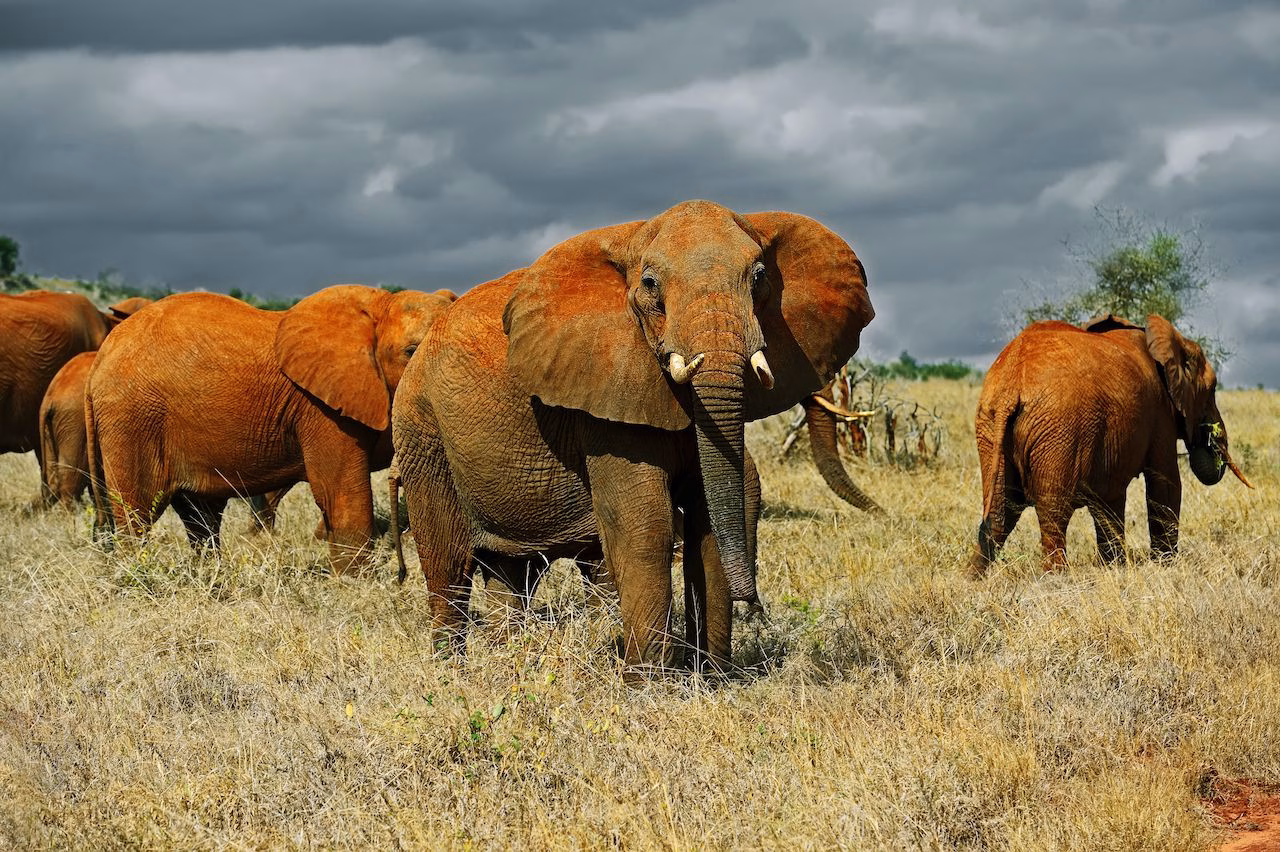 Kenya safari from Mombasa