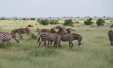 Diani to Tsavo safari tours