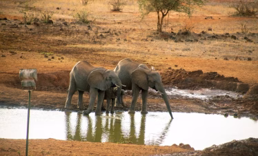 Kilaguni Serena safari package